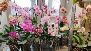 Цветопад и небольшие новости