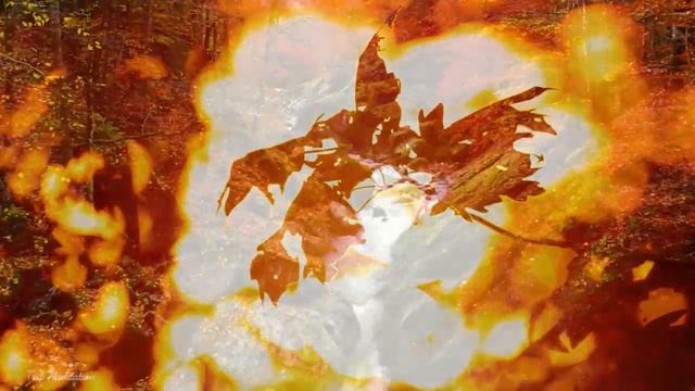 Великолепный вид на осень Красивые осенние листья｜Расслабляющая музыка и естественные звуки леса｜Осе смотреть онлайн