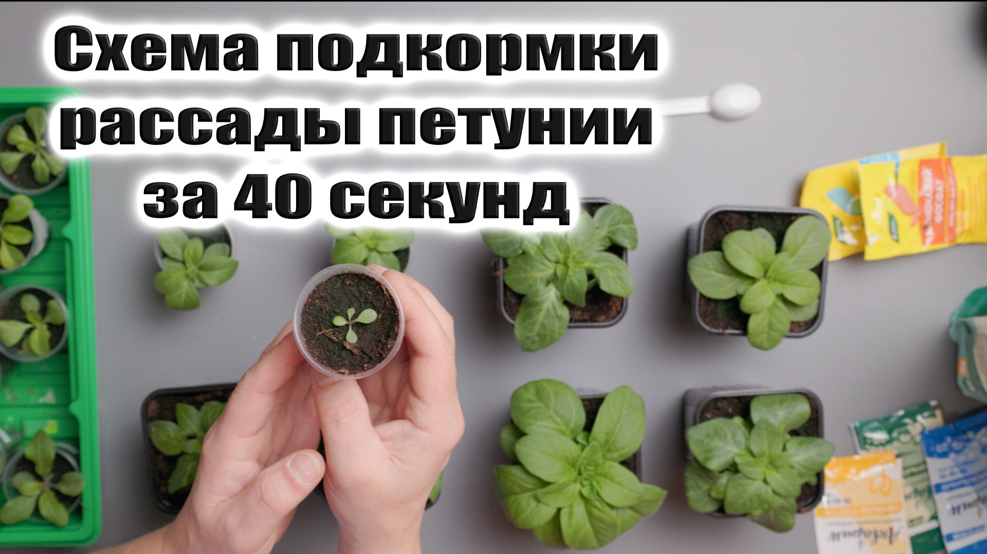 Рассада петунии без хлорозов и головной боли