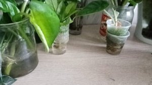 Аглоонема Панама Рэд укоренение во мхе.