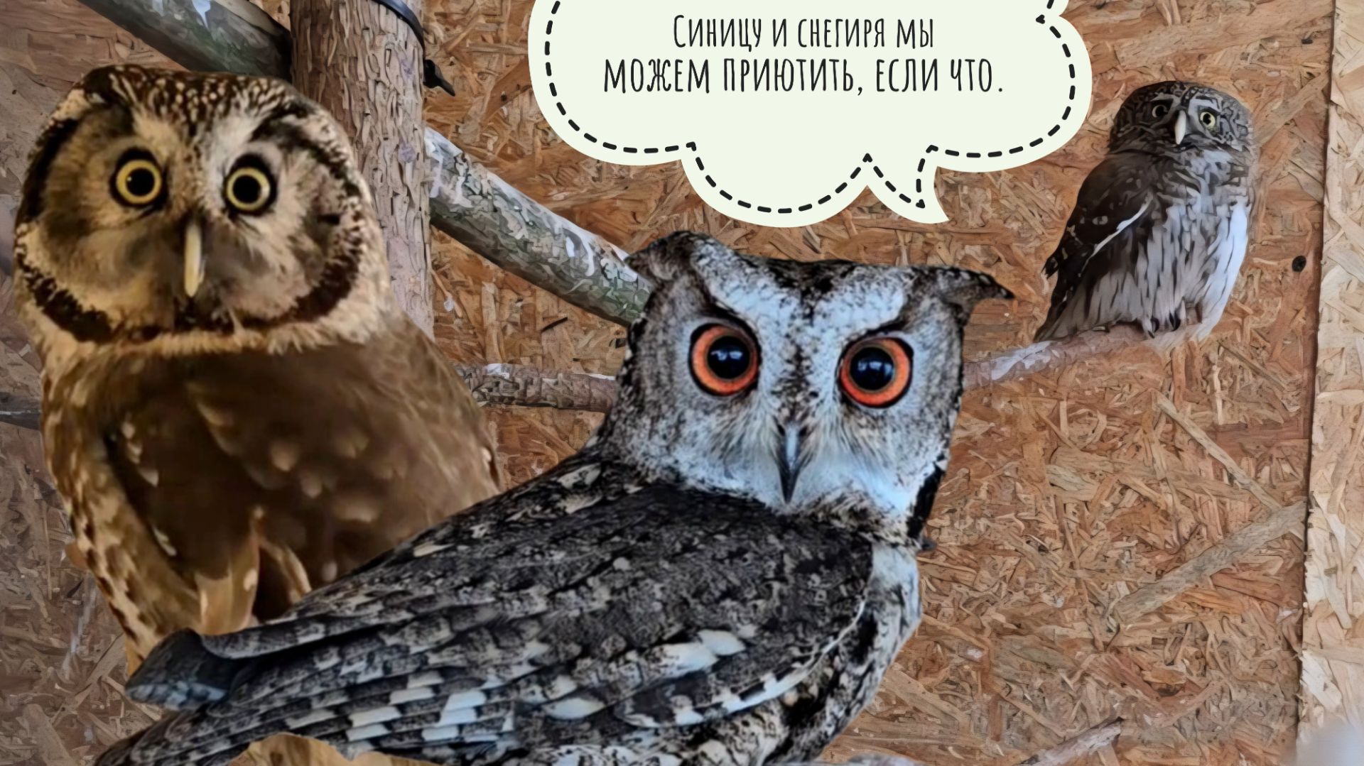 Совы получают мышек на завтрак. Распаковка неожиданной посылки. Синица-отморозовик смотреть онлайн