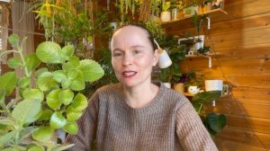 Комнатная мята (плектрантус)