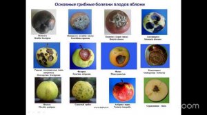 Уход за садом с Анастасией Борункова 27.1 14:00