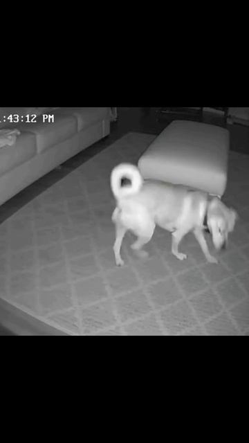 Тайная жизнь домашних животных жизнь с питомцем питомцевый контент приключения домашних животных