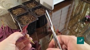 ВТОРАЯ ПРИЩИПКА КОЛЕУСОВ / ЧЕРЕНКОВАНИЕ