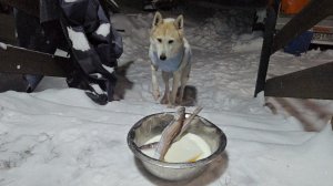 Пробую кормить Белкунью