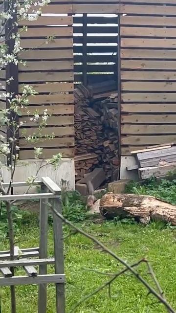 Белочки на дачном участке,май 2025 год. смотреть онлайн