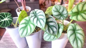 Как чувствуют себя мои алоказии после пересадки в другой субстрат и после переукоренения