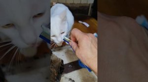 Пробуем вкусняшки