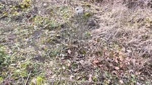 Посадка лесосадов вдоль ручьев!