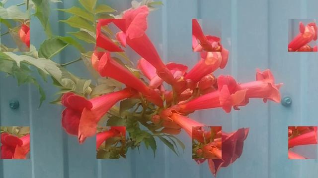 Кампсис (текома) - листопадная лиана семейства Бигнониевые смотреть онлайн