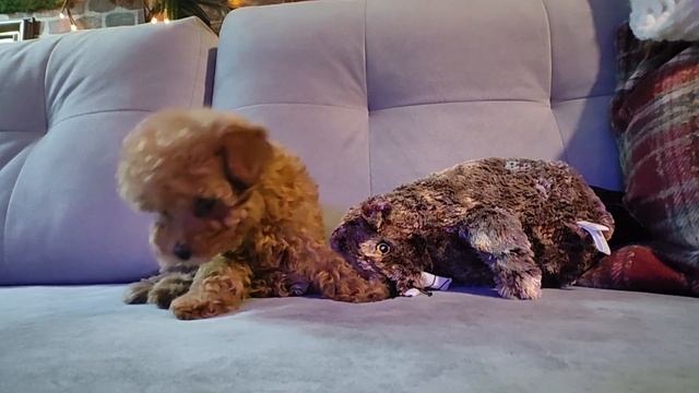 Той пудель девочка ред смотреть онлайн