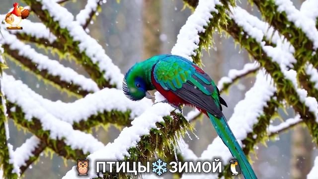 Птицы зимой в лесу 🐦🦉 видео для отдыха душой 🦅🌲(2) смотреть онлайн