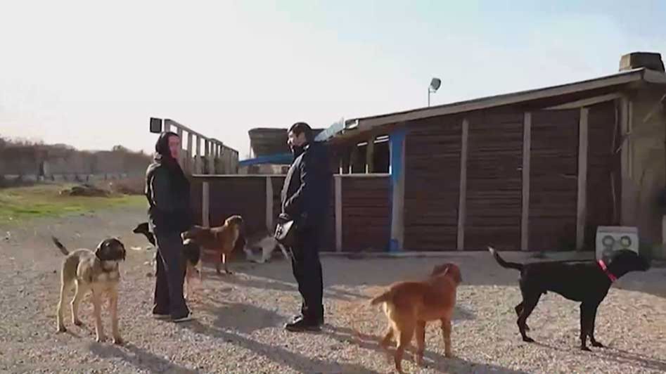 Бездомных собак из абхазского приюта привезут в Россию смотреть онлайн