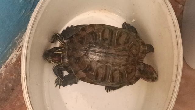 Красноухие черепахи, долгое видео смотреть онлайн