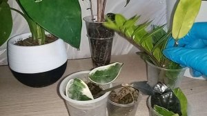 Почему гниют рахисы у замиокулькасов.