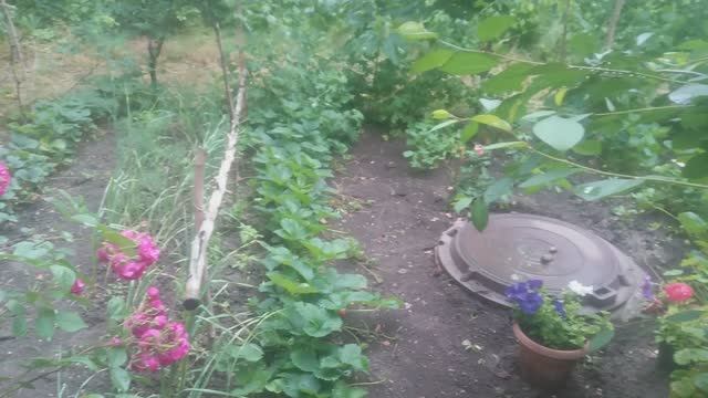 Клубничка утром с грядки смотреть онлайн