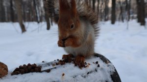 Белка. Старая знакомая