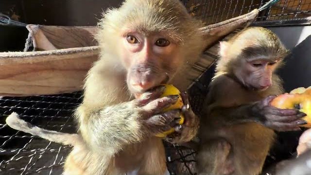 Степа с Люсей пытаются любыми способами открыть вольер и достать Анфису с Маней😂 смотреть онлайн