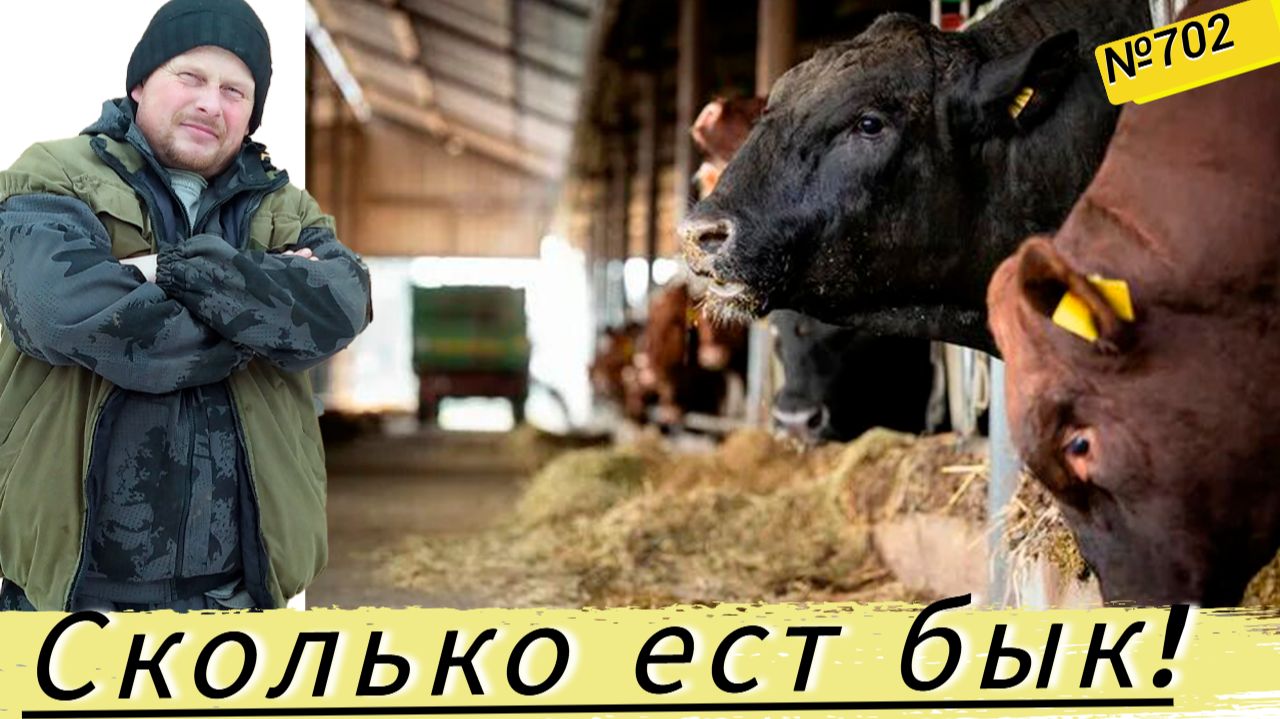 Вы знаете ответ, сколько нужно кормов, чтоб вырастить быка? Омская деревня. смотреть онлайн