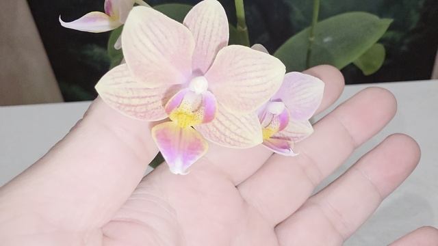 57 смотреть онлайн