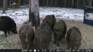 Фотоохота, лесные обитатели.