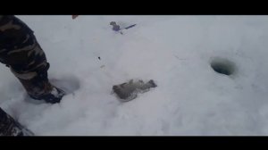 Снежное утро !