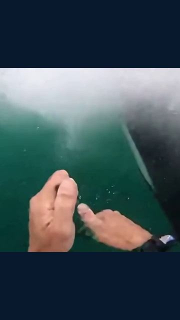 спасениеморскихживотных любовькморю защитаморскойфауны сохранениеприроды