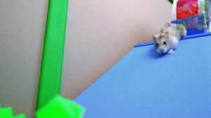 Маленький хомяк исследует супермаркет игрушечных машинок!