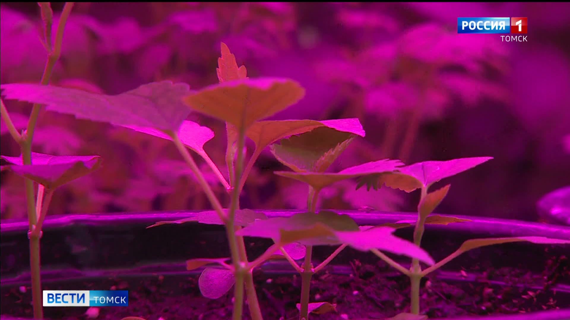 Вести-Томск, выпуск от 27.01.2026 11:30 смотреть онлайн