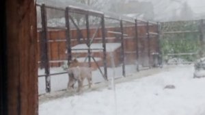 Заяц ещё не порван лев тащил его в летнюю будку а там перекрыто 27012026г