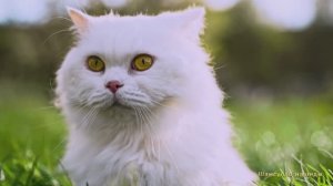 #Коран#аль-Имран#СамыеКрасивыеМеста#Отдых##Ислам#Коран#аль-Имран'#Миншавий #4кВидео#31часть#