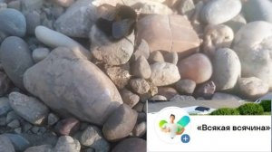 Шмели Насекомые