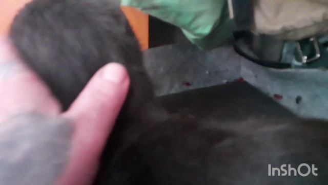 Котики дома.