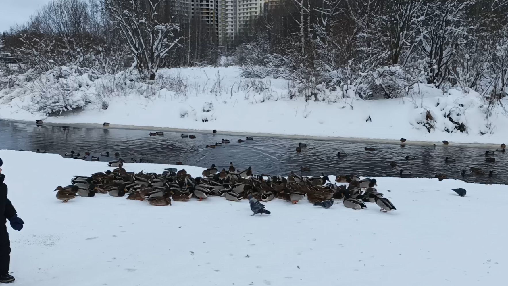 Утиная ферма_1 смотреть онлайн