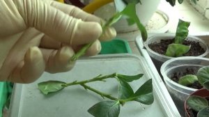 2165.  Из истории, летнее размножение азалии.