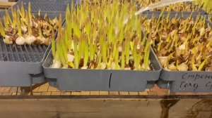 Полив тюльпанов 🌷