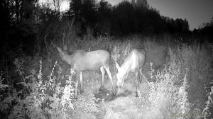 Семейство лосей