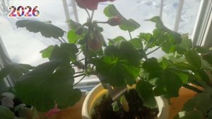 Домашний влог 26-27.01.2026/Морозно однако /Жизнь в Загородном доме.