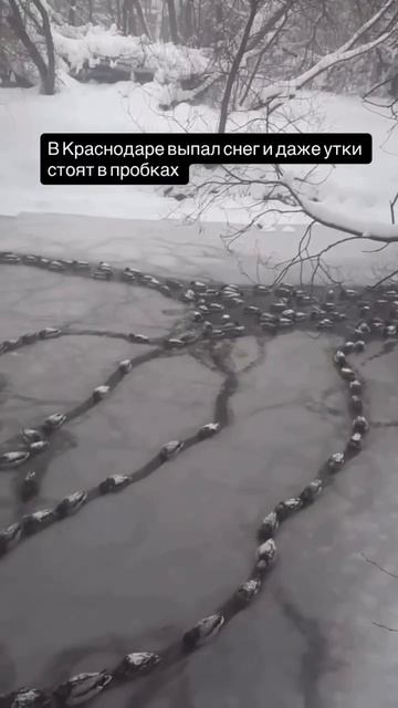 «Утиные пробки» и ледяные трассы. В Краснодаре птицы показали людям мастер-класс