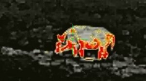 Кабан в тепловизор