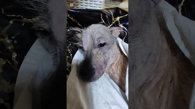 Снежок хочет, чтобы я постоянно с ним сидела смотреть онлайн