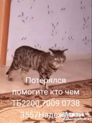 Потерялся любимый кот, не хватает денег на поиск, кому не сложно помогите пожалуйста