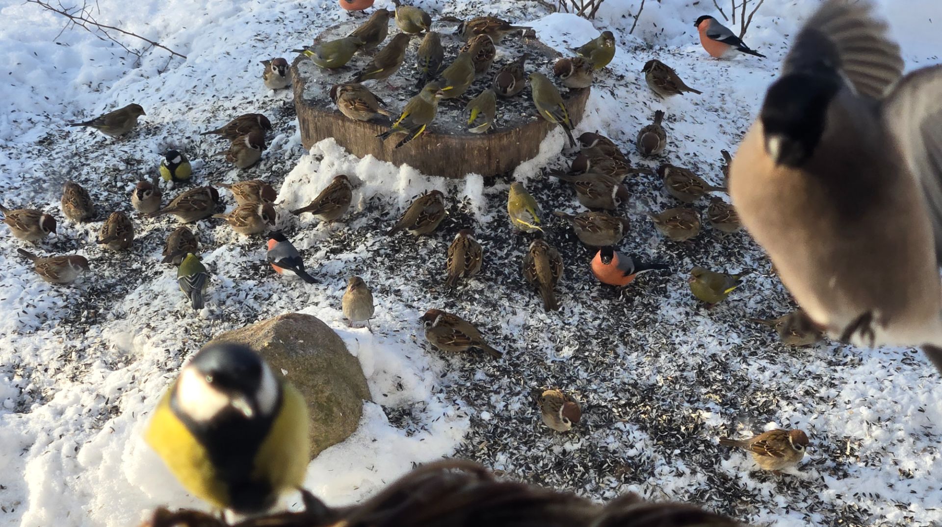 Морозный вечер, яркий день и удолетворённое любопытство смотреть онлайн