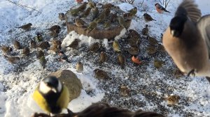 Морозный вечер, яркий день и удолетворённое любопытство