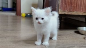 Мама-кошка и её котёнок Микки. Котёнок Микки весело играет.