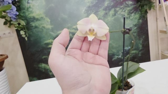 53 смотреть онлайн