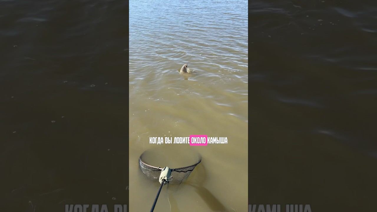 Как поймать МНОГО карпа около камыша? #карпфишинг смотреть онлайн