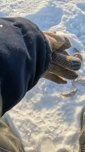familyfishing рыбалка fishing зима щука pike видео  поймалотпусти зимняярыбалка   мороз