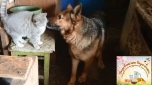 Морозы, козы, коты и Альма...